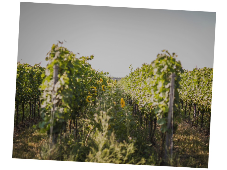 Lagen-Sorten-Weingut Reinhardt