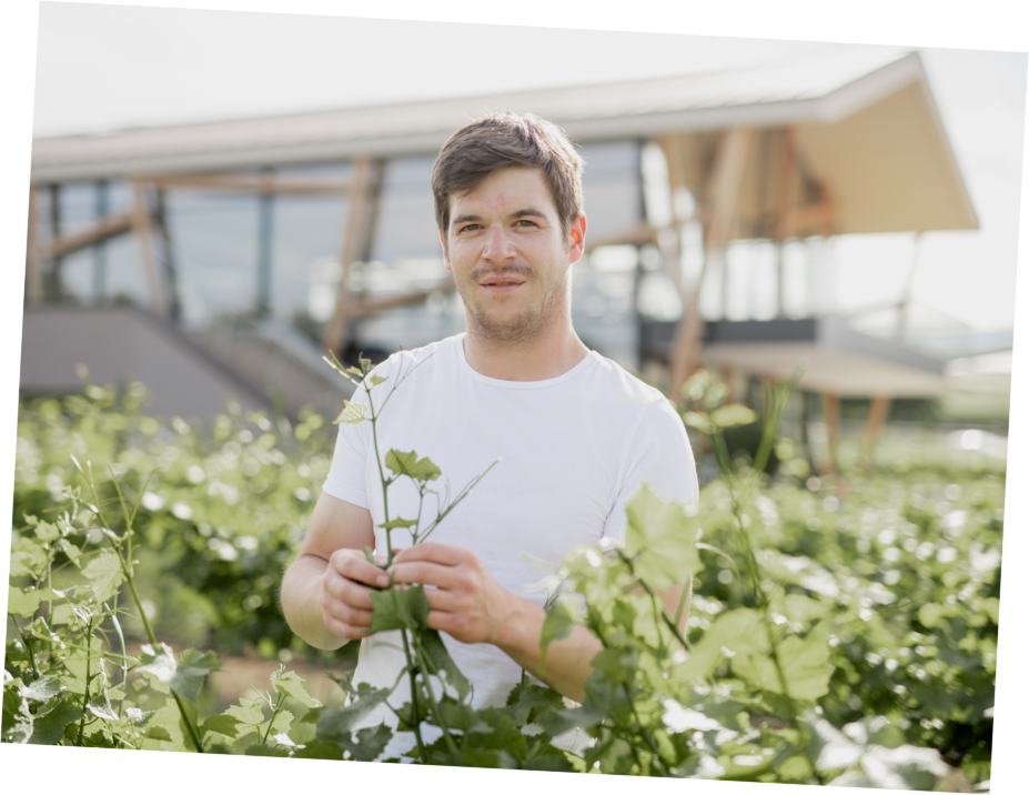 Lukas-Reinhardt-Weingut Reinhardt